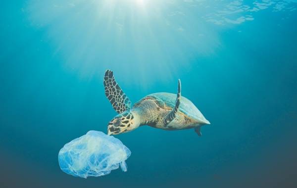 Το 50% των απορριμμάτων στις ελληνικές θάλασσες είναι κουτιά αλουμινίου, πλαστικά μπουκάλια και σακούλες