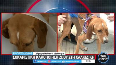 Σοκαριστική κακοποίηση ζώου στη Χαλκιδική