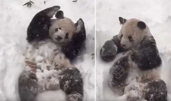 Ο Tian Tian το panda παίζει στο χιόνι και μας φτιάχνει τη διάθεση! (βίντεο)