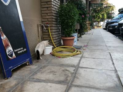 Λίγο νερό για τα αδέσποτα