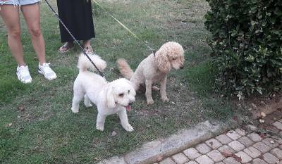 Ανάρτηση του πρωθυπουργού για τη φροντίδα των αδέσποτων και δεσποζόμενων ζώων κατά τις ημέρες του καύσωνα