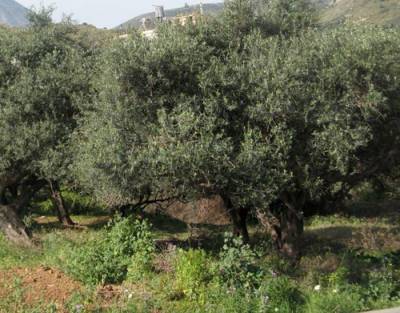 Πρόγραμμα ψεκασμών δακοκτονίας