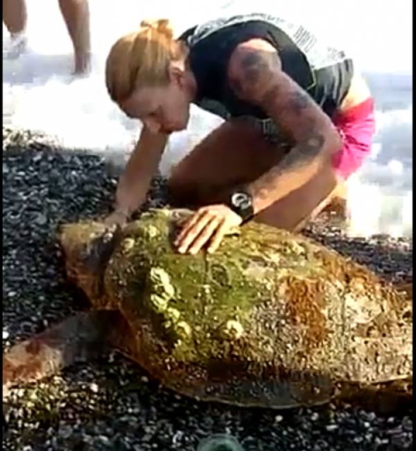 Τραυματισμένη χελώνα διασώθηκε στην Παραλία της Καλαμάτας