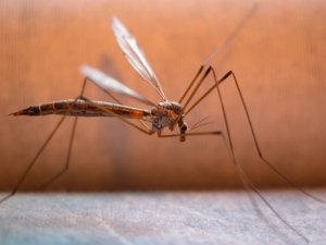 Κατεπείγοντες ψεκασμοί για τα κουνούπια στο Δήμο Ευρώτα