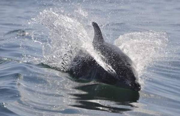 Νεκρό δελφίνι ανοιχτά των Σπετσών