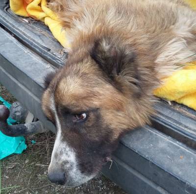 Ετοιμοθάνατο σκυλί στην Μπιρμπίτα