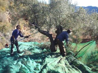 Η Αλειφέρη κατηγορεί την κυβέρνηση για τη δακοκτονία 