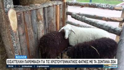 Βόλος: Εισαγγελική παρέμβαση για τις χριστουγεννιάτικες φάτνες με τα ζωντανά ζώα