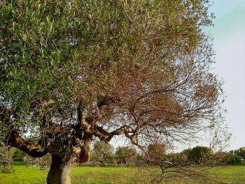 Συναγερμός στην Ευρώπη για βακτήριο που καταστρέφει ελαιώνες