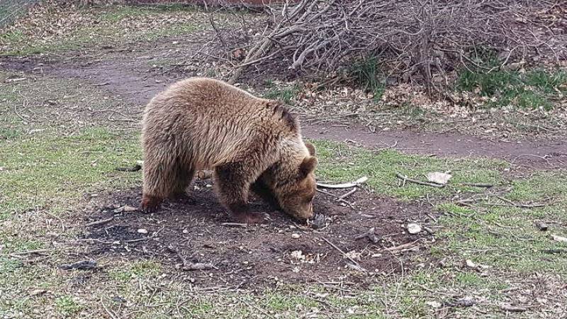Ο Αρειος Πάγος εποπτεύει τις έρευνες για τη θανάτωση αρκούδων στη Β. Ελλάδα