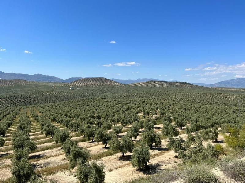 Μαζί με τον βασιλικό ποτίζεται και η γλάστρα