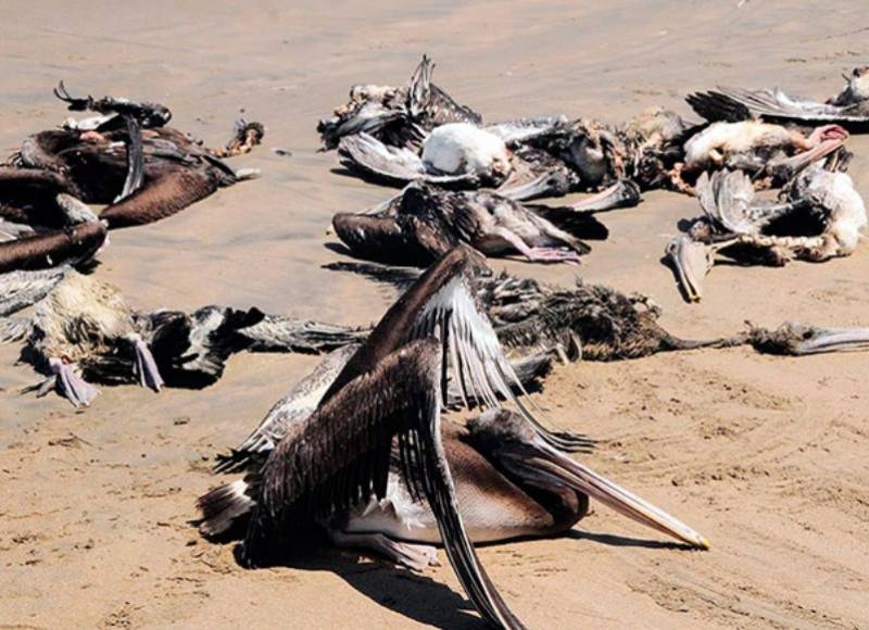 Εκατοντάδες πελεκάνοι βρέθηκαν νεκροί σε ένα καταφύγιο πουλιών στη Σεναγάλη