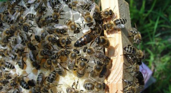 Προγράμματα για μελισσοκόμους