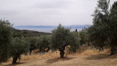 Μεσσηνία: Συνάντηση για τον ρόλο του ψηφιακού μετασχηματισμού στη φυτοπροστασία στους Κάτω Αμπελόκηπους