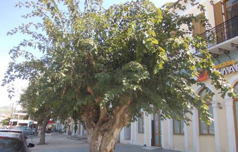 Αντιδράσεις προκάλεσε η απόφαση για τη μουριά στα Φιλιατρά