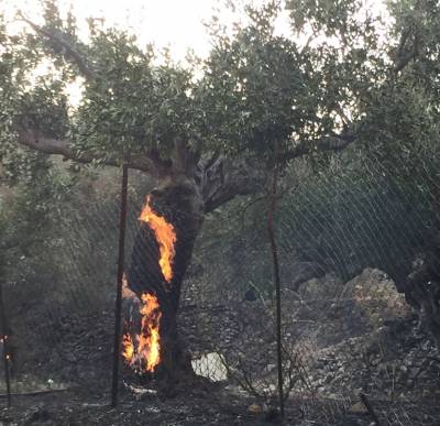 Μέτρα για τους πυρόπληκτους της Μάνης ζητεί το ΚΚΕ Λακωνίας