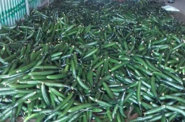 Θερμοκηπιακές καλλιέργιες στην Τριφυλία: Υποχωρεί η τιμή του αγγουριού αισιοδοξία για ντομάτα