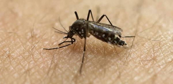 Πώς τα κουνούπια άλλαξαν τον κόσμο μας
