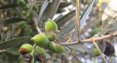 Νοέμβριο αιτήσεις για αποζημίωση ελαιοπαραγωγών