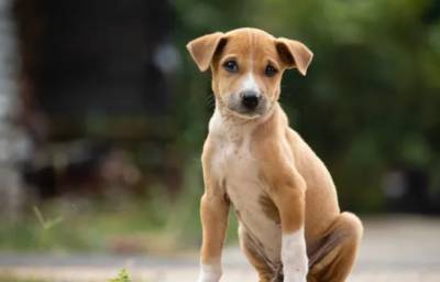 Αποτροπιασμός στην Άνδρο: Άνδρας φέρεται να βίασε κουτάβι