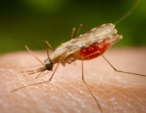 Στις επικίνδυνες περιοχές για ελονοσία η Μεσσηνία