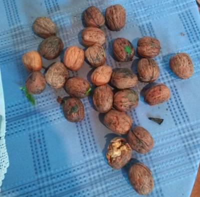 Μεσσηνία: Καθηγητής μουσικής έγινε καλλιεργητής καρυδιών και πεκάν