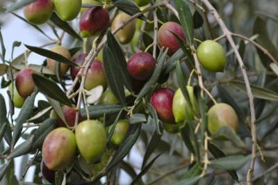 Μεσσηνία: Τα χρήματα φτάνουν για 3-4 ψεκασμούς δακοκτονίας