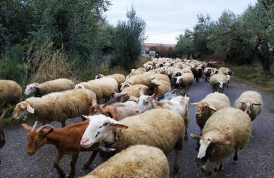 Στήριξη κτηνοτρόφων ζητεί ο Αγροτοκτηνοτροφικός Μεσσήνης