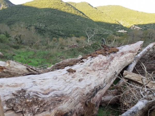 Ιωάννινα: Ένας μύκητας καταστρέφει δάση από πλατάνια