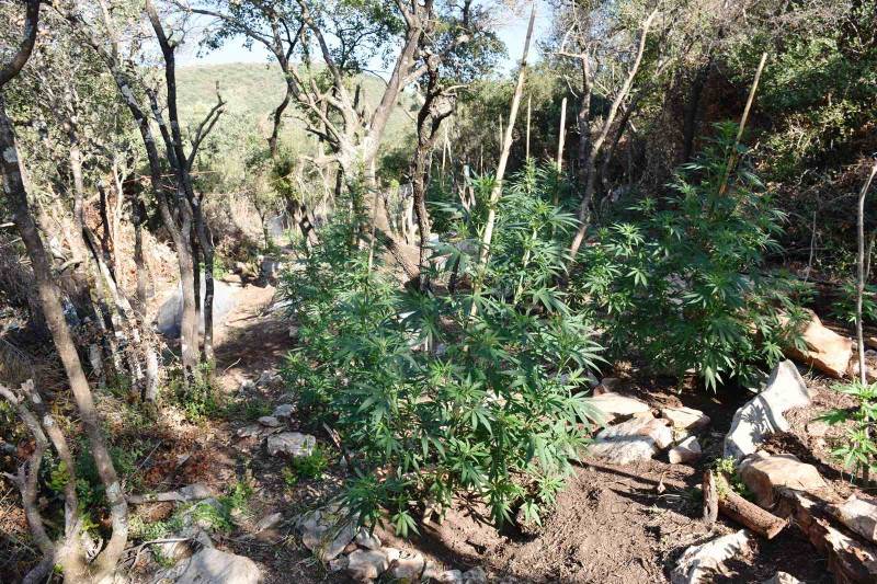 Καλλιεργούσε 231 δενδρύλλια χασίς στην Καλλιρρόη: Επιασαν στον… ύπνο 44χρονο Αλβανό μέσα σε χασισοφυτεία!