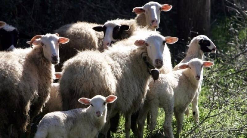 Σχέδιο 10 ημερών για την αντιμετώπιση της ευλογιάς των αιγοπροβάτων, συμφώνησαν ΥΠΑΑΤ-περιφερειάρχες