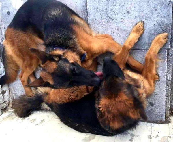 Τριφυλία: Φόλες στα σκυλιά του Λεβεντάκη