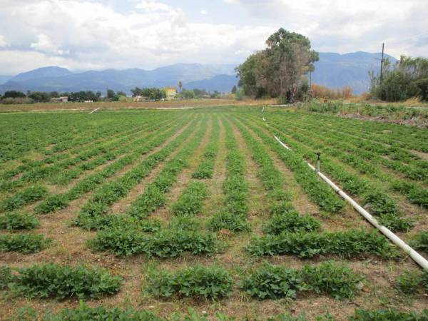 Καλαμάτα: Εγκαταλείπουν την καλλιέργεια φιστικιού στον Μπουρνιά