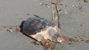 Χελώνα θύμα της θαλασσοταραχής