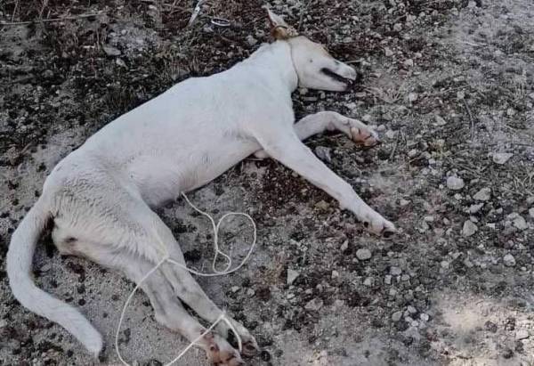 Καταγγελία για θανάτωση σκύλου στους Γαργαλιάνους