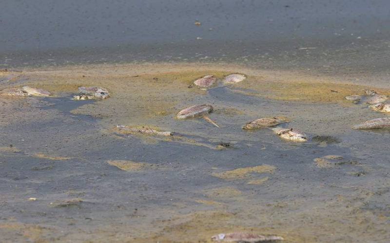 Χιλιάδες νεκρά ψάρια στη λίμνη Κορώνεια - Μειώθηκε η στάθμη του νερού