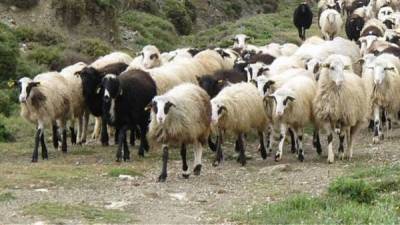 Ενημέρωση Κτηνιατρικής για την πανώλη στα αιγοπρόβατα