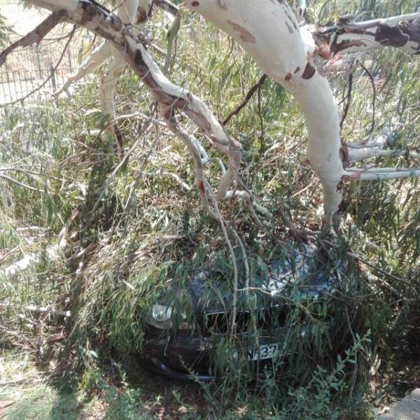 Καλαμάτα: Ευκάλυπτος έπεσε δίπλα από παιδική χαρά και κατέστρεψε αυτοκίνητο