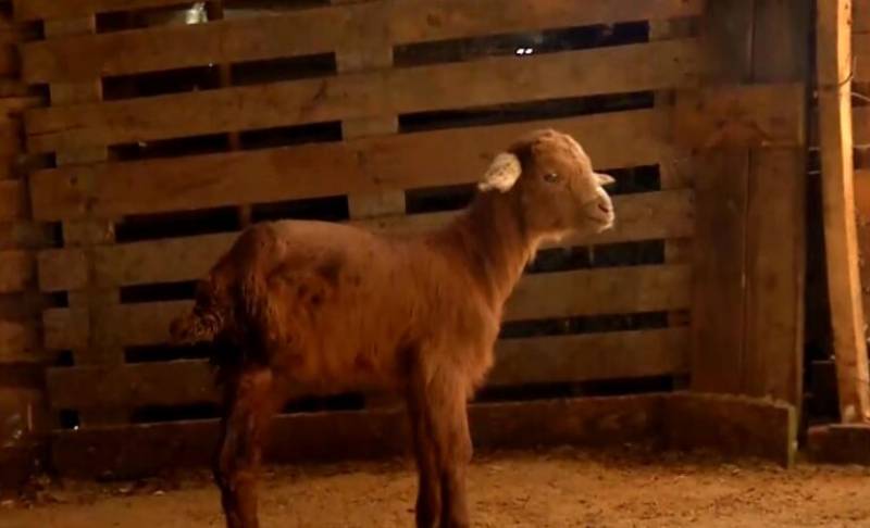 Κατσικάκι γεννήθηκε με τρία πόδια σε κτηνοτροφική μονάδα στη Νιγρίτα Σερρών! (βίντεο)