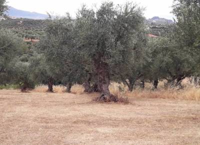 Ευεργετικές βροχές για ελαιώνες της Τριφυλίας