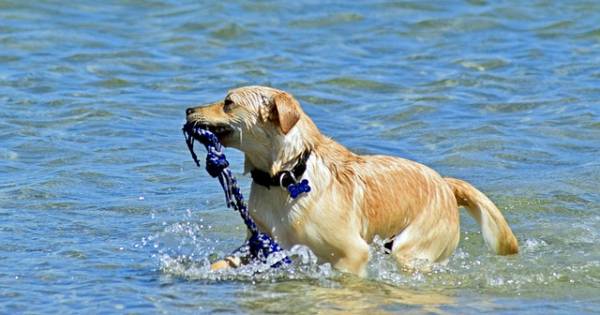 Κυνοφιλικός Όμιλος Μεσσηνίας: «Δεν επιτρέπεται μπάνιο σκυλιών στις οργανωμένες παραλίες» (βίντεο) 