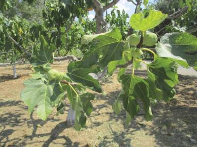 Λαμπρόπουλος “καλεί” ΕΛΓΑ για συκοπαραγωγή και ελαιοπαραγωγή