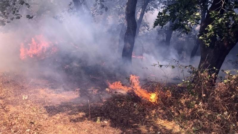 Βοιωτία: Πυρκαγιά στον Πρόδρομο Θήβας