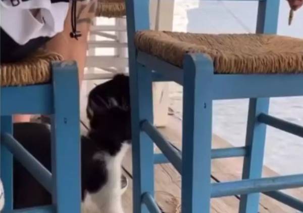 Εύβοια: Δελέαζε γατάκι με φαγητό και το κλώτσησε στη θάλασσα (Βίντεο)