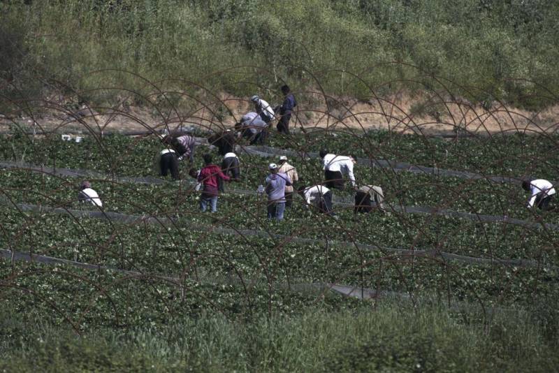 Βία, ρατσισμό και εκμετάλλευση βιώνουν οι μετανάστες εργάτες στον αγροτικό τομέα σε Ελλάδα, Ιταλία και Ισπανία
