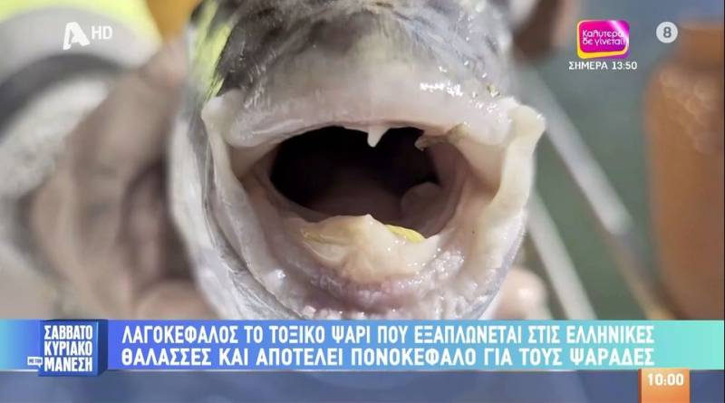 Λαγοκέφαλος: Το τοξικό ψάρι που εξαπλώνεται στις ελληνικές θάλασσες (Βίντεο)