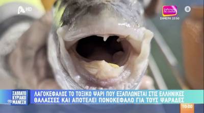 Λαγοκέφαλος: Το τοξικό ψάρι που εξαπλώνεται στις ελληνικές θάλασσες (Βίντεο)