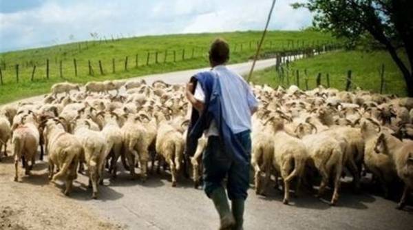 Αποζημιώσεις 4,5 εκατ. ευρώ σε κτηνοτρόφους