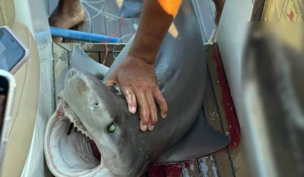 Kακοποίηση καρχαρία στην Κύπρο: Τον έπιασαν από τα βράγχια και έβγαζαν σέλφι (Βίντεο)