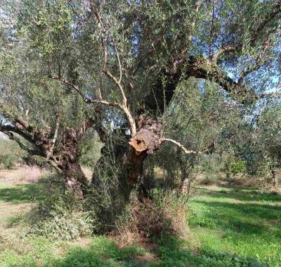 Έκοψαν ελιές στην Ανθεια!